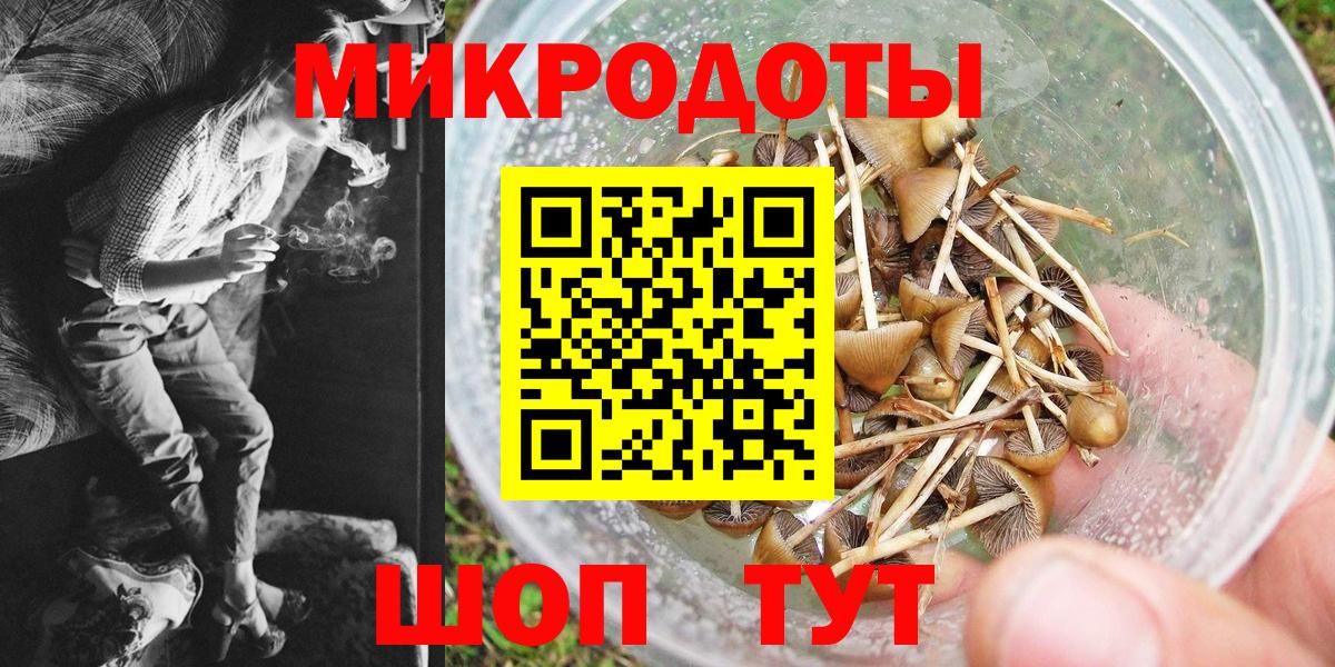Галлюциногенные грибы Psilocybe Северобайкальск
